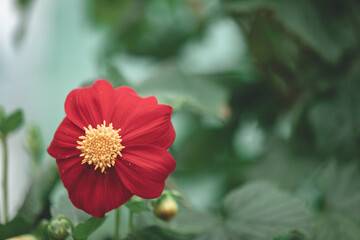 Elegant red dahlia. Macro, close up. Annual dahlias. Garden decoration, landscaping. Floral floristic arrangement