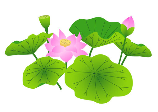 3 739 Best 蓮根 Images Stock Photos Vectors Adobe Stock 3 739 Best 蓮根 Images Stock Photos Vectors Adobe Stock