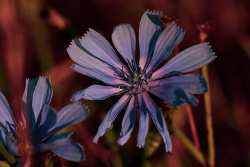 Blaue Blüten einer Blume, Schärfeverlauf, lila, blau, Blume, Natur, Wildnis, draußen, Wiese