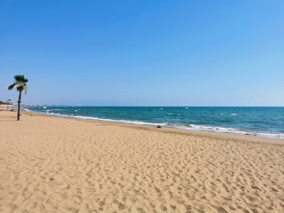 beach with palm trees