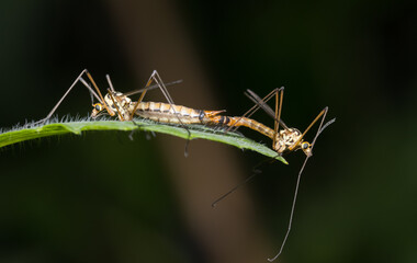 Crane fly, tipula vernalis sitting on a leaf. Macro of a crane fly sitting on a leaf.
