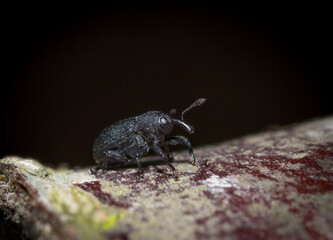 Leaf rolling beetle on a tree branch. Leaf rolling beetle, Byctiscus betulae on a tree branch.