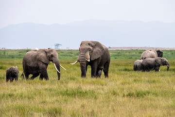 Fototapeta na wymiar a lonely elephant walks and feeds autonomously in the national park