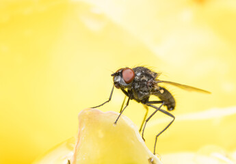 Close up of a flesh fly. Flesh fly standing on a yellow flower on a rainy morning.