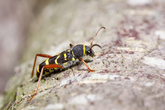 Insect, wasp beetle. Macro of a wasp beetle, Clytus arietis on a tree branch.