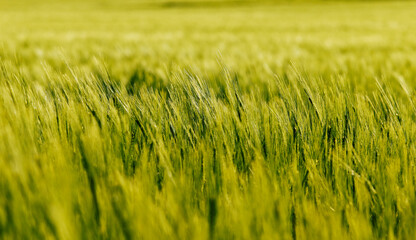 Weizenfeld im Wind, Bewegungen der Halme