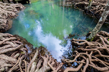 Tropical tree roots or Tha pom mangrove in swamp forest and flow water, Klong Song Nam, Thailand.