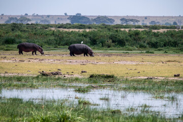 hippos on vacation near the river with a large family with offspring