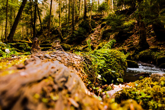 Monbachschlucht in Baden-W&uuml;rttemberg, Wald, schr&auml;ge, Boden, Natur