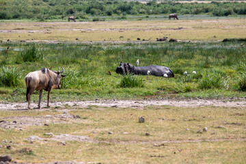 hippos on vacation near the river with a large family with offspring