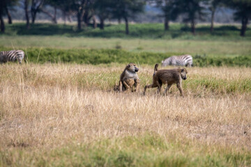 Obraz premium monkeys move through the meadow with their family towards the forest 