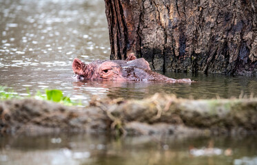 hippos on vacation near the river with a large family with offspring