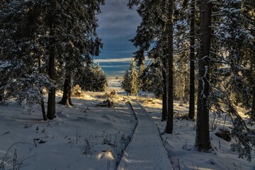 road in winter forest