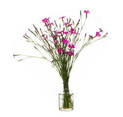 Dianthus deltoides (the maiden pink) in a glass vessel on a white background