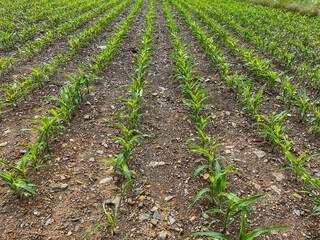Mais Pflanzen in Reihe auf einem Feld