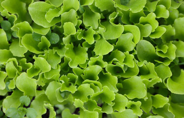 Green lettuce leaves growing on garden bed