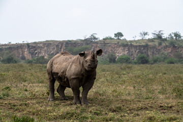 black rhinoceros peering warily into the distance on a hillock 