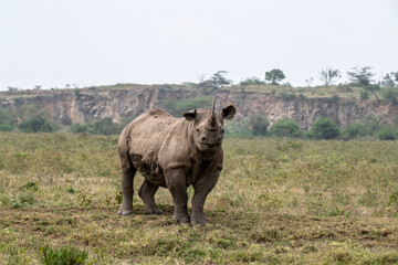 Obraz premium black rhinoceros peering warily into the distance on a hillock 
