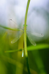 Coenagrion pulchellum. a dragonfly hiding behind the grass. small blue dragonfly on a field plant. big green eyes. autumn or summer background. small predator. macro nature, insect close-up.