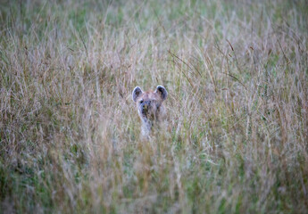 hyenas in tall and green grass are preparing to hunt 