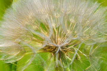 Fototapeta premium tender dandelion in a field in green grass - Tragopogon pratensis. Dandelion seed head in meadow, close-up nature. Macro shot of seed head, delicate and beautiful Tragopogon. bokeh