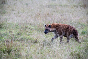 hyenas in tall and green grass are preparing to hunt 