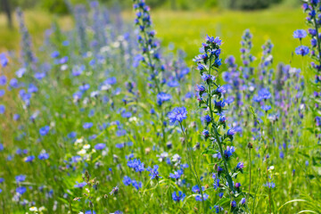 Obraz na płótnie Canvas Echium vulgare. beautiful wildflowers. blue flowers, summer floral background. close-up. bokeh. beautiful nature. blooming meadow in sunny weather