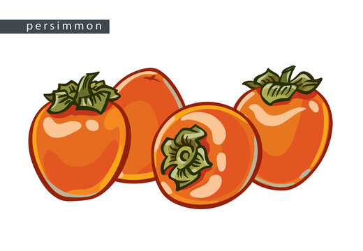 sketch_persimmon_a_row_of_four_fruits