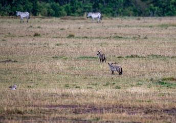 African fox with large fennec fox ears in tall yellow grass in a meadow 