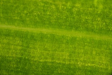 Fototapeta premium Green stoma of plants cells.