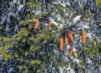 Pine Cones In the Snow