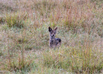 African fox with large fennec fox ears in tall yellow grass in a meadow 