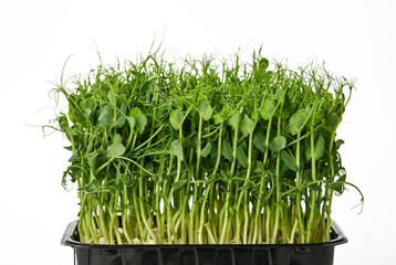 Green peas microgreen isolated on white
