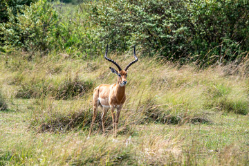 antelope eating juicy green grass in the meadows in the national park