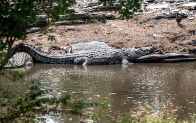 African crocodile basking in the sun on the river bank 