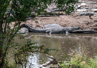 African crocodile basking in the sun on the river bank 