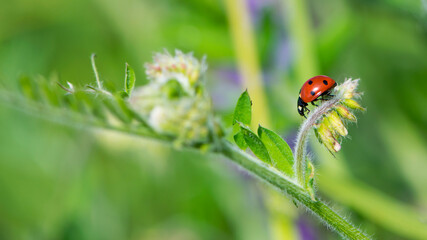Coccinellidae is a widespread, Ladybird beetle, ladybugs. red beetle with black dots. insects in the wild. natural background. macro nature. ladybug sitting on a meadow plant