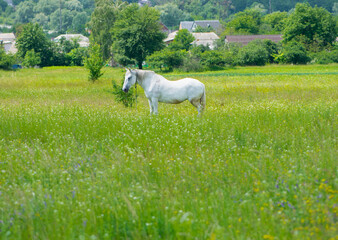 beautiful white horse on green grass in the field. Arabian horse, white horse stands in an...