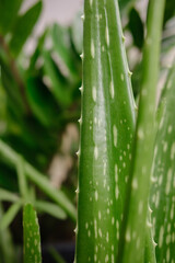 Aloe vera is one of the most useful plants in the treatment of diseases, food products, beverages and herbs. Concept aloe vera green leaves background