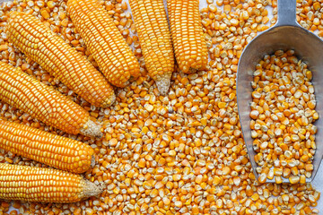 Frame of yellow corn seeds and aluminium scoop can be use as background 