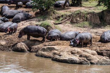 hippos on vacation near the river with a large family with offspring 