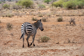 Obraz premium playful zebras play with each other while eating in the bush