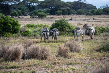 Obraz premium playful zebras play with each other while eating in the bush
