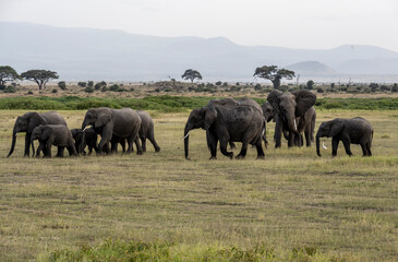 Fototapeta premium a family of elephants, accompanied by white herons, migrate through green meadows