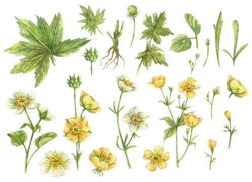 Watercolor set with wildflowers yellow and white buttercups. Green herbs, leaves, buds and roots