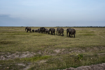 a family of elephants, accompanied by white herons, migrate through green meadows