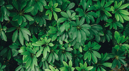 Fototapeta na wymiar Natural background of green leaves with vintage filter