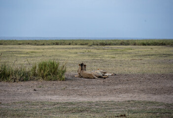 lions resting in the midday heat and waiting for a cool night to hunt 