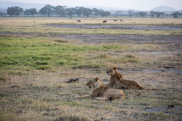 lions resting in the midday heat and waiting for a cool night to hunt 