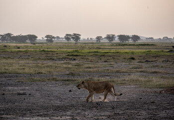 lions resting in the midday heat and waiting for a cool night to hunt 